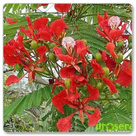 Królewska poinciana (Delonix regia)